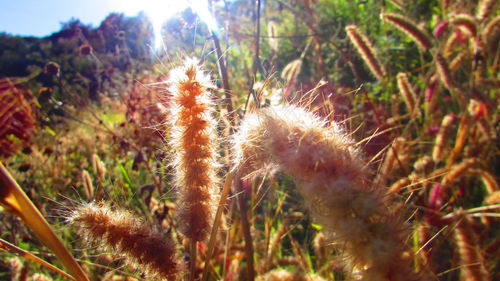 Close-up of grass in field