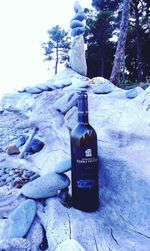 Close-up of snow on tree against sky