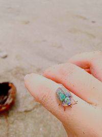 Close-up of insect on hand