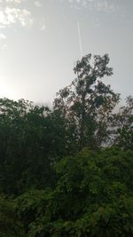 Low angle view of trees in forest against sky