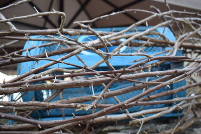 Low angle view of bare tree branches