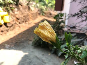 Close-up of yellow flower