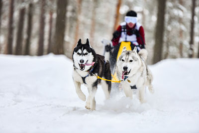 Dog in snow