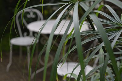 Close-up of grass against plants