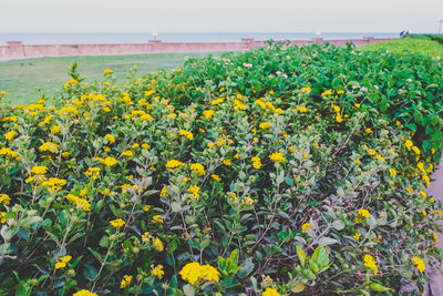 Close-up of yellow flowers blooming in field