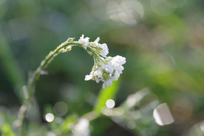 Close-up of white flowering plant