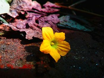 Close-up of yellow flower