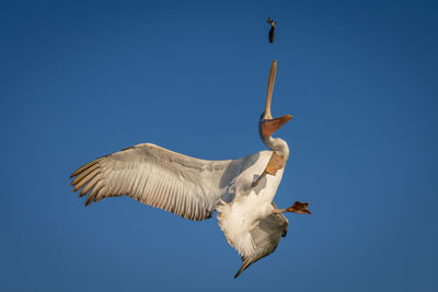 Low angle view of bird flying against clear sky