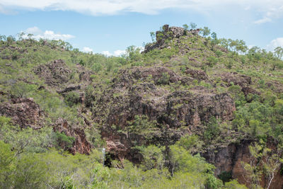 Scenic view of forest against sky