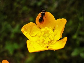 Close-up of bee pollinating on yellow flower