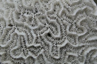 Full frame shot of succulent plant