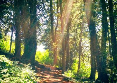 Dirt road passing through forest