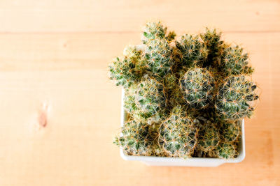 Close-up of cactus plant