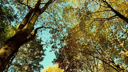 Low angle view of tree