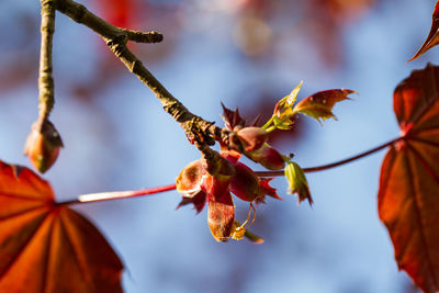 Close-up of autumnal leaves against blurred background