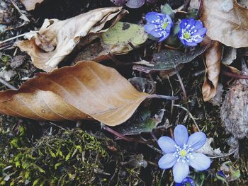 High angle view of crocus on plants