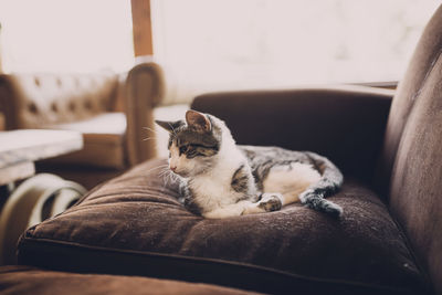 Cat resting on sofa at home