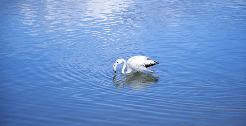 Duck swimming in a lake