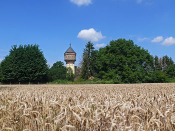 Plants growing on field against sky