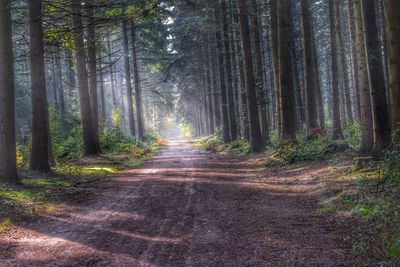 Road amidst trees in forest