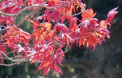 Close-up of red flowering plant