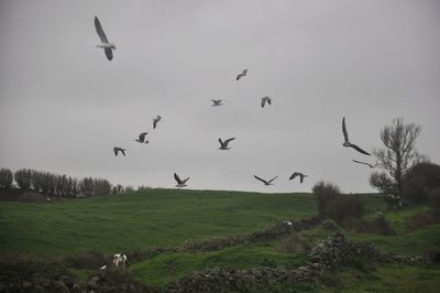 Birds flying over landscape against sky