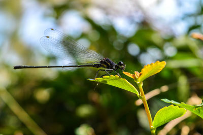 Dragon fly on a leaf.