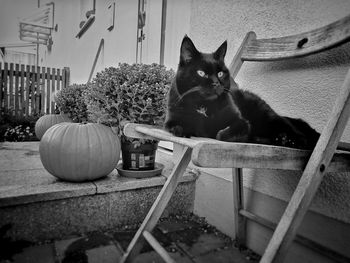 Portrait of cat sitting on potted plant