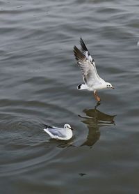 Seagull flying over lake