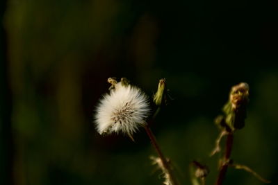 Close-up of dandelion flower