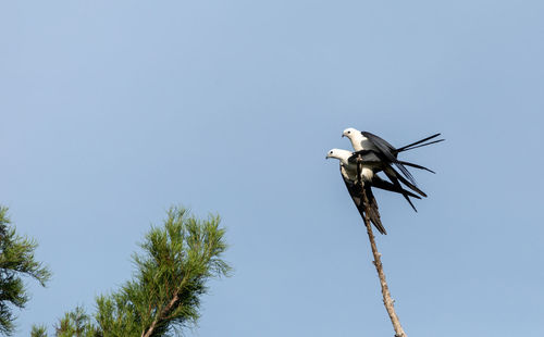 Mating pair of swallow-tailed kite elanoides forficatus perch on a dead tree in naples, florida