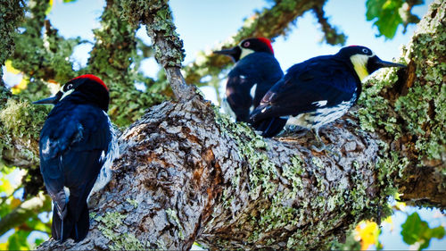 Birds perching on a tree