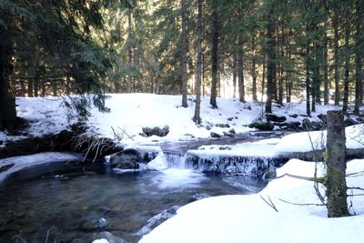Scenic view of stream in forest during winter