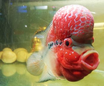 Close-up of fish swimming in tank