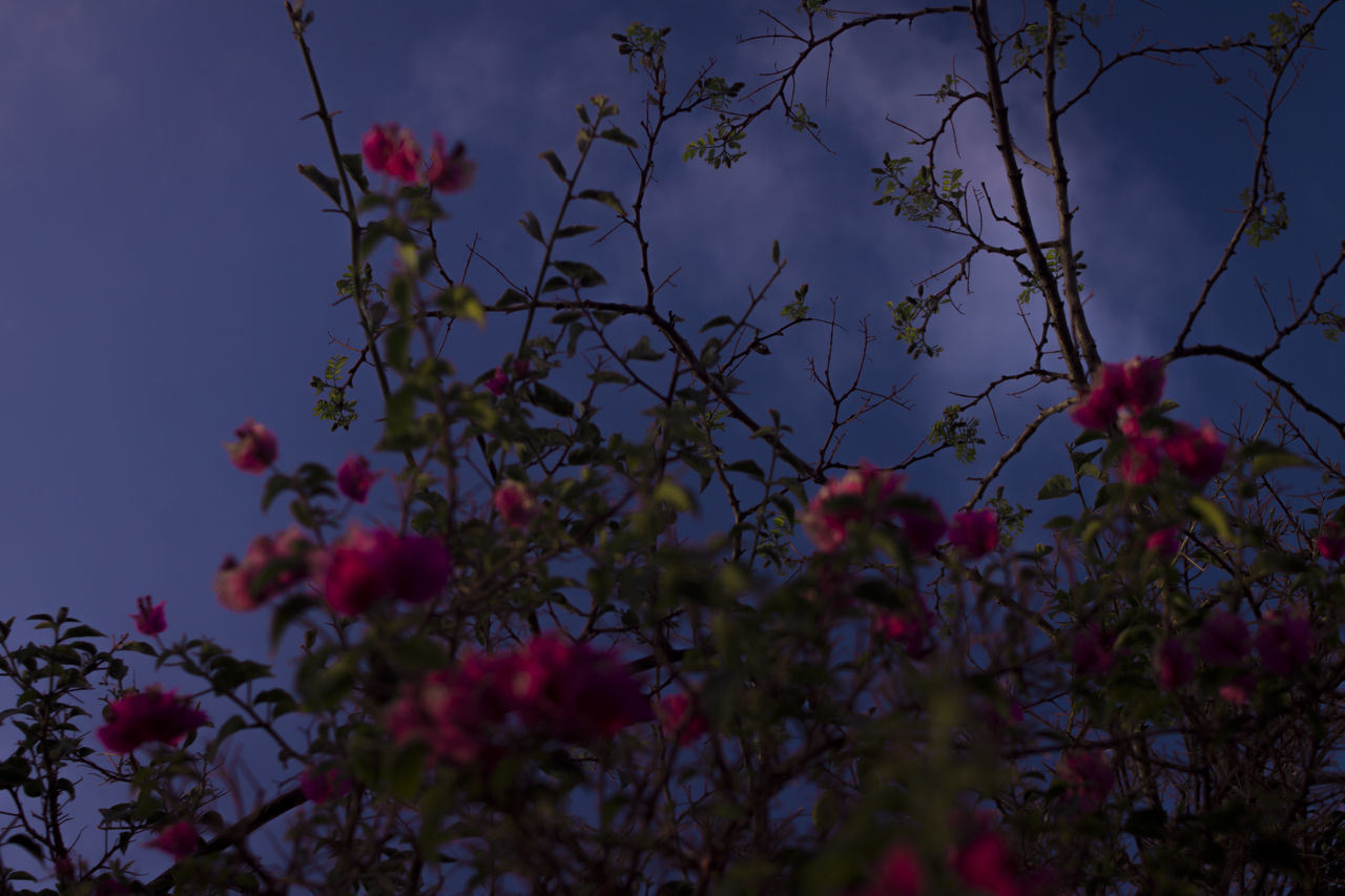 LOW ANGLE VIEW OF RED FLOWERING PLANTS AGAINST SKY