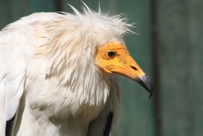 Close-up of a bird