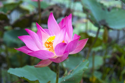 Close-up of pink lotus water lily in pond