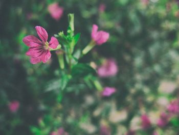 Close-up of pink flowering plant