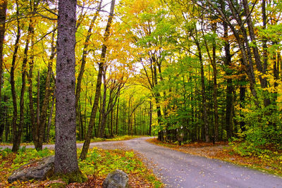 Road amidst trees in forest during autumn