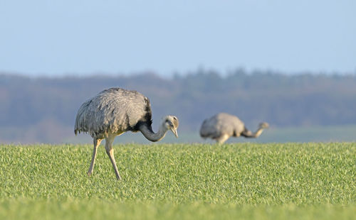 Side view of birds on land