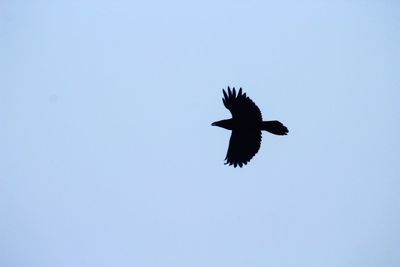 Low angle view of eagle flying against clear sky