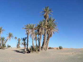 Palm trees against clear blue sky