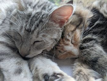 Close-up of cat sleeping