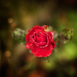 Close-up of red rose blooming outdoors