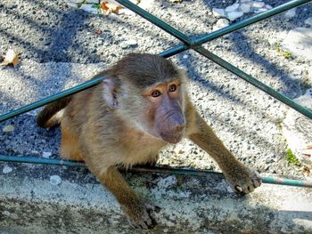 Portrait of monkey sitting outdoors