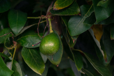 Close-up of fruit growing on tree