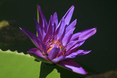 High angle view of insects on purple lotus water lily growing in pond