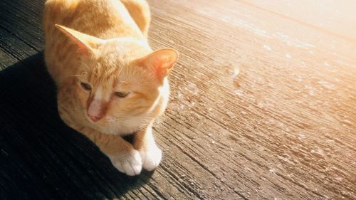 High angle view of cat lying on wooden floor