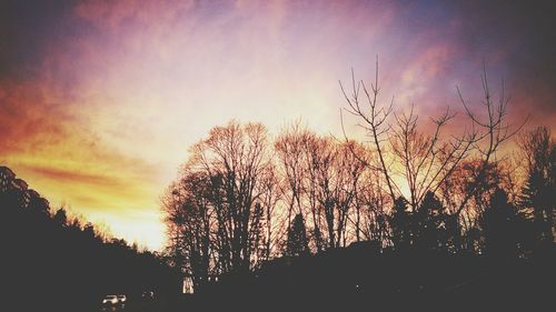 Silhouette of trees at sunset