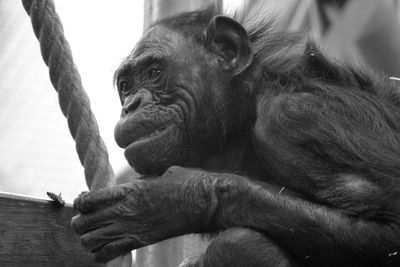 Close-up of elephant in zoo